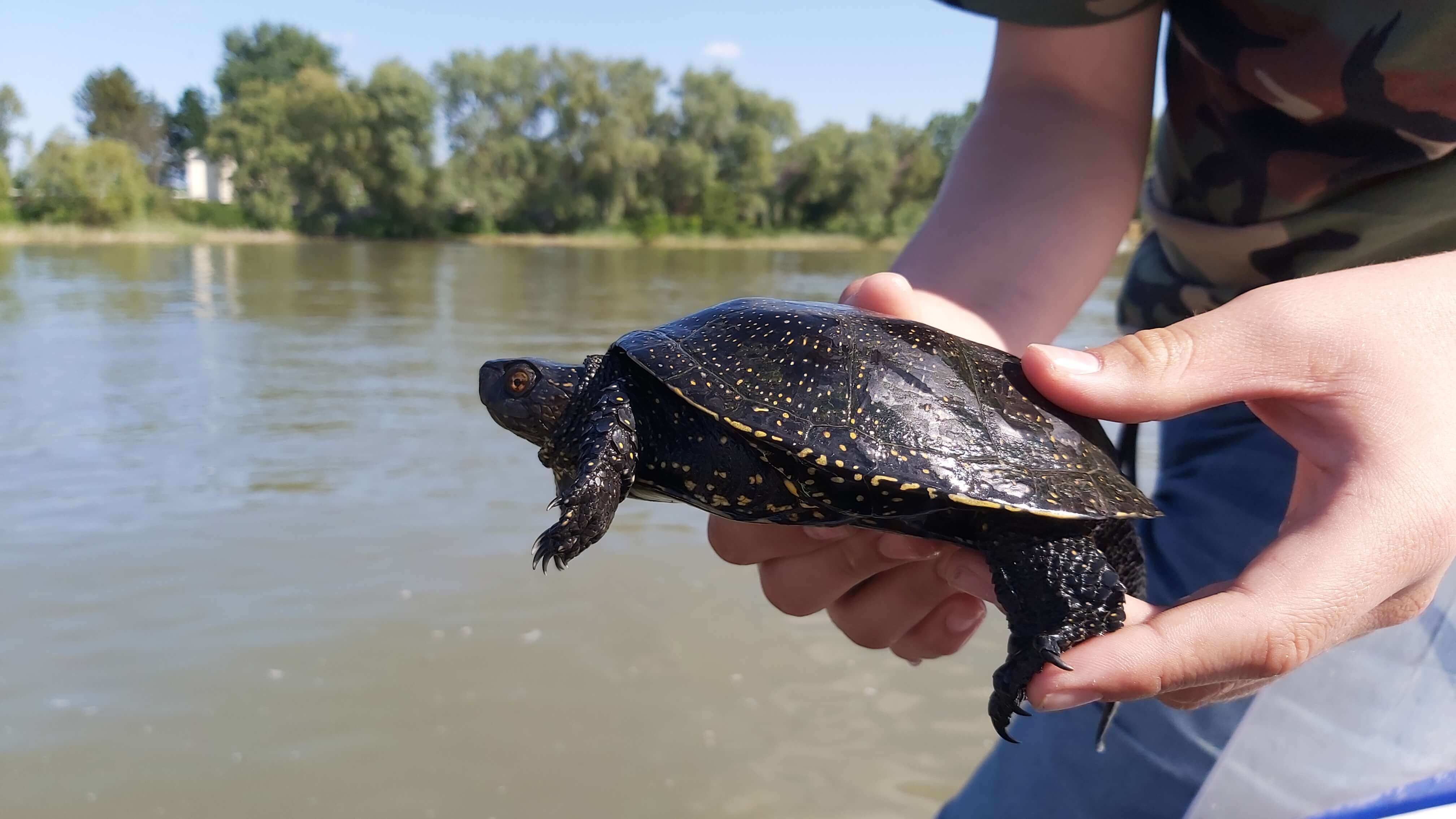 Kép